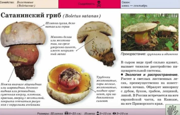 Сатанинска гъба