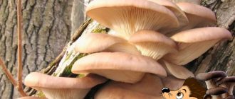 Стриди гъби и таралеж в гората