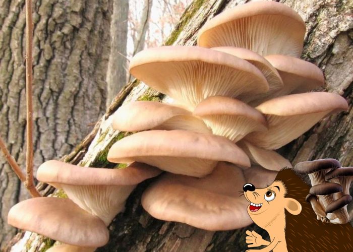 Стриди гъби и таралеж в гората