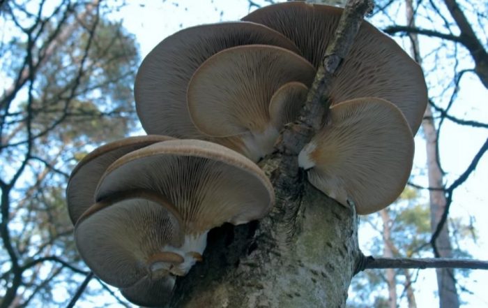 Стриди гъби на дърво