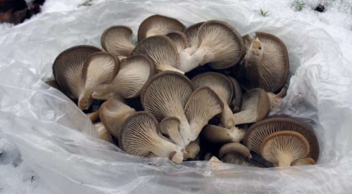 Събрани кладници