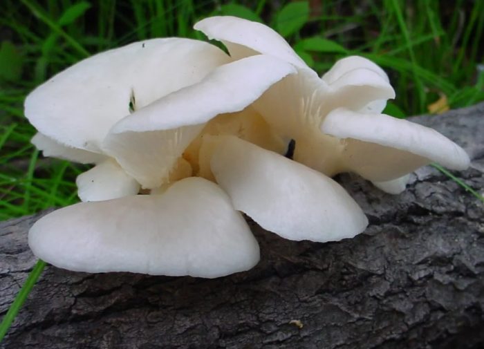 Белодробни кладници