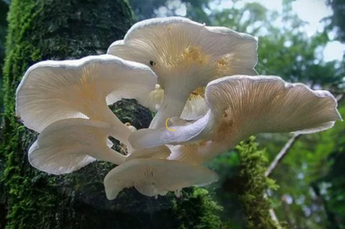 Как расте кладницата?