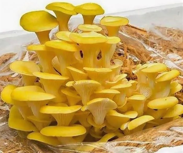 Отглеждане на златни кладници