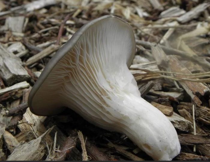 Стъбло от кладница