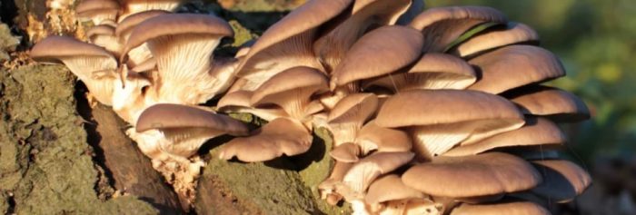 Стриди гъби