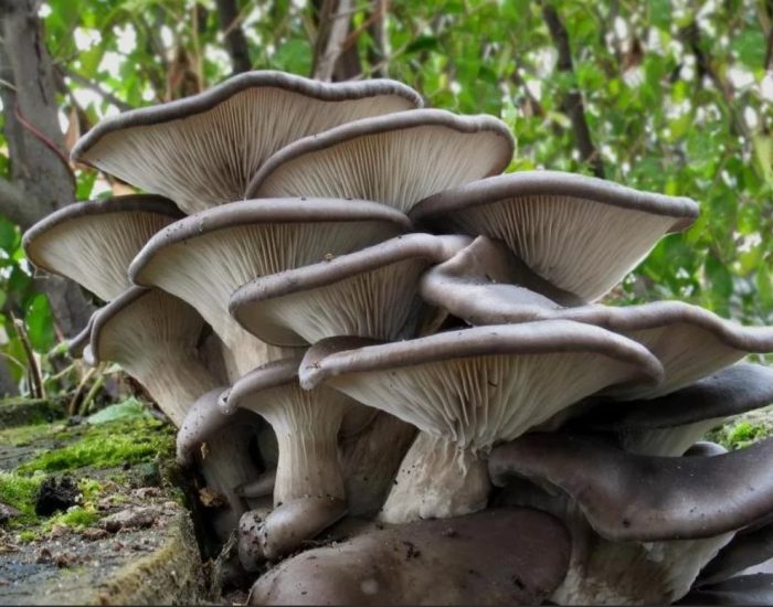 Гъба кладница