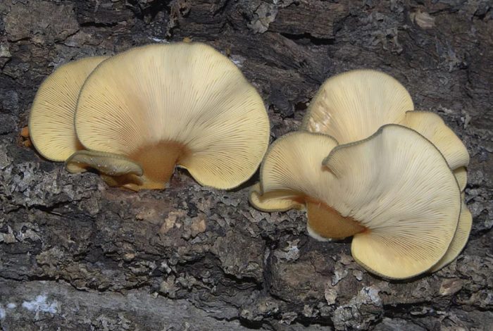 Отглеждане на късни кладници