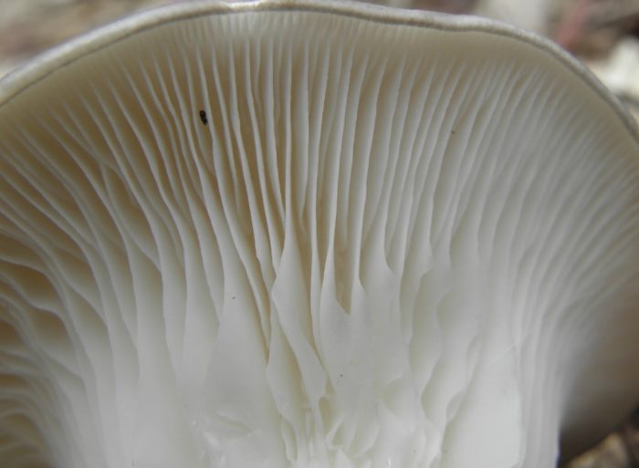 Гъбени хриле