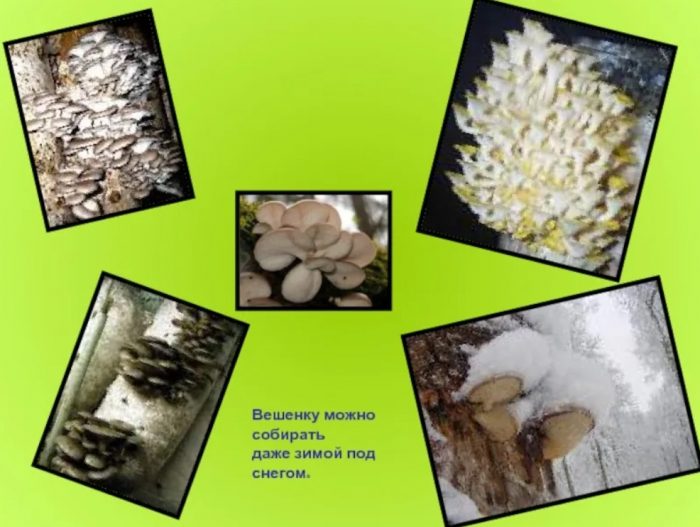 Кога растат кладниците?