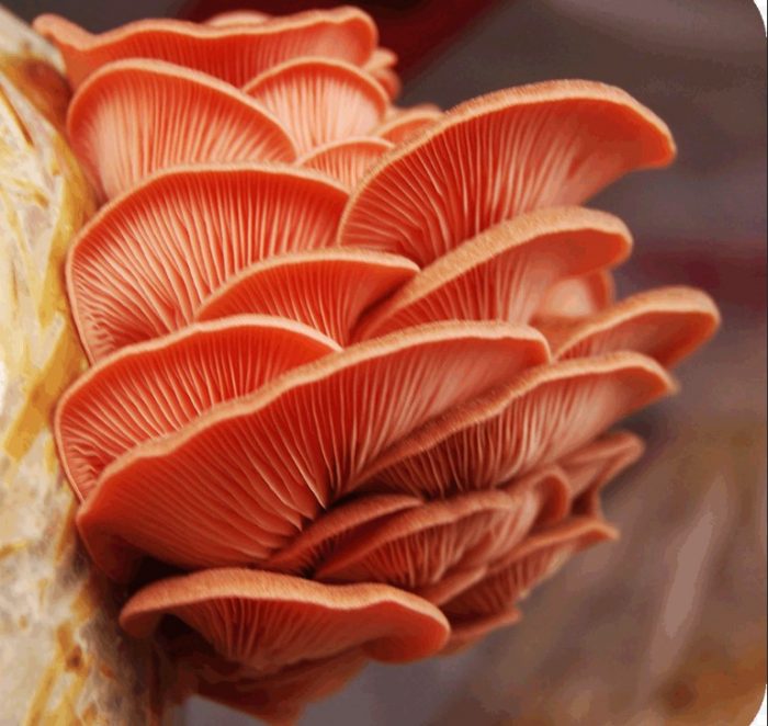 Отглеждане на розови кладници