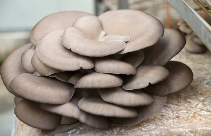 Шапка от кладница