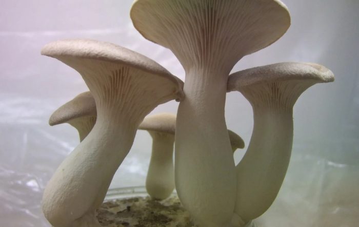 Степни кладници