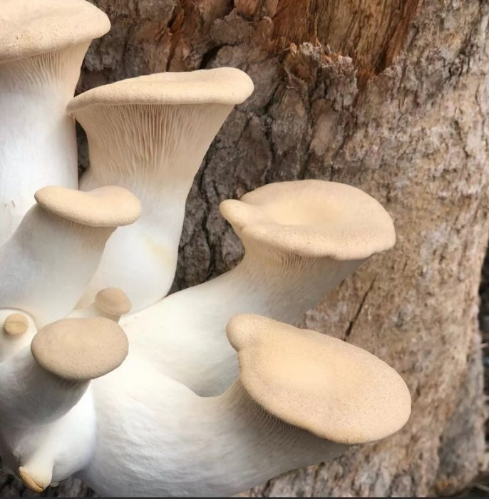 Кралски кладници на дърво