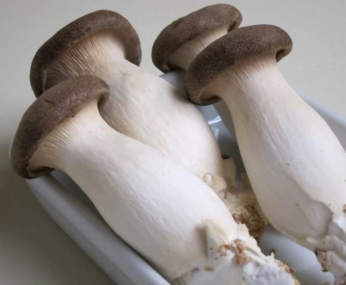 Степни кладници