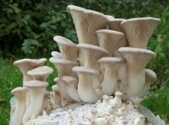 Отглеждане на кралски кладници