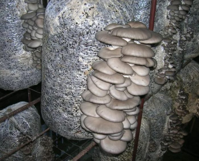 Отглеждане на кладници