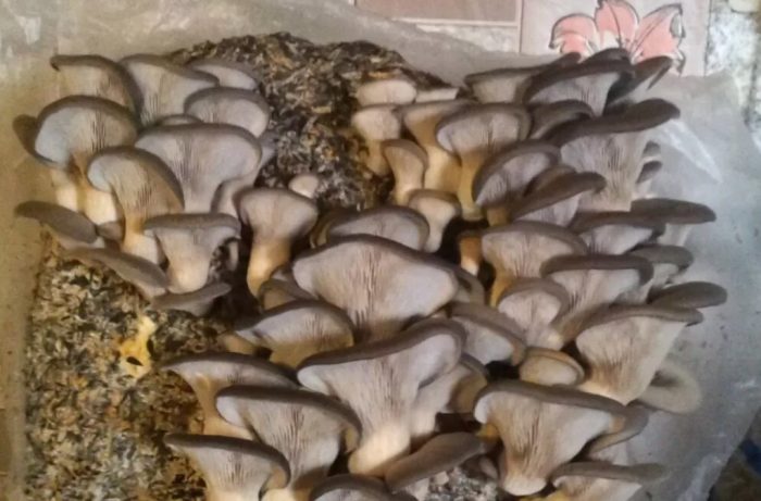 Отглеждане на кладници