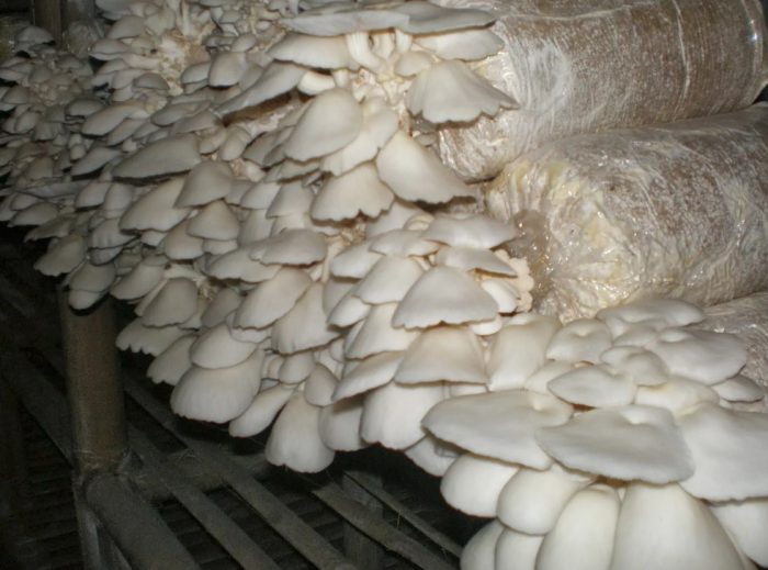 Бяла кладница