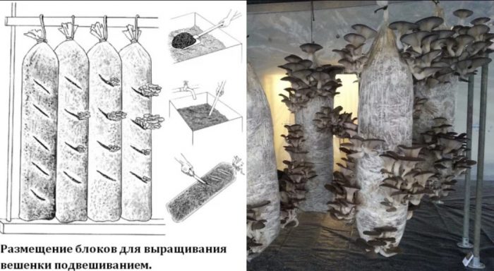 Отглеждане на кладници