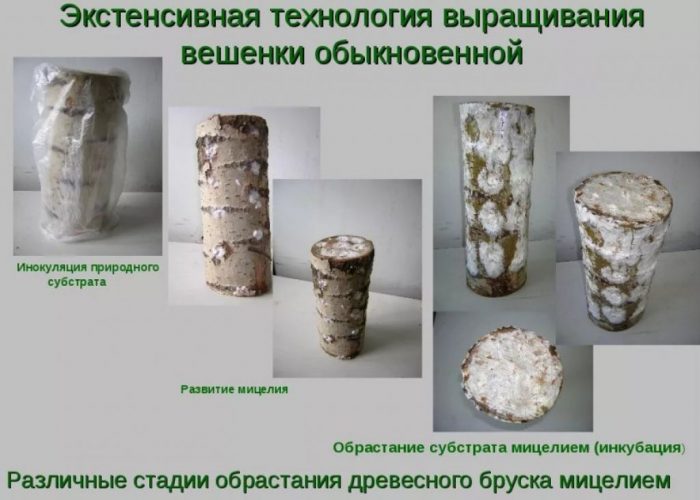 Екстензивен метод на култивиране