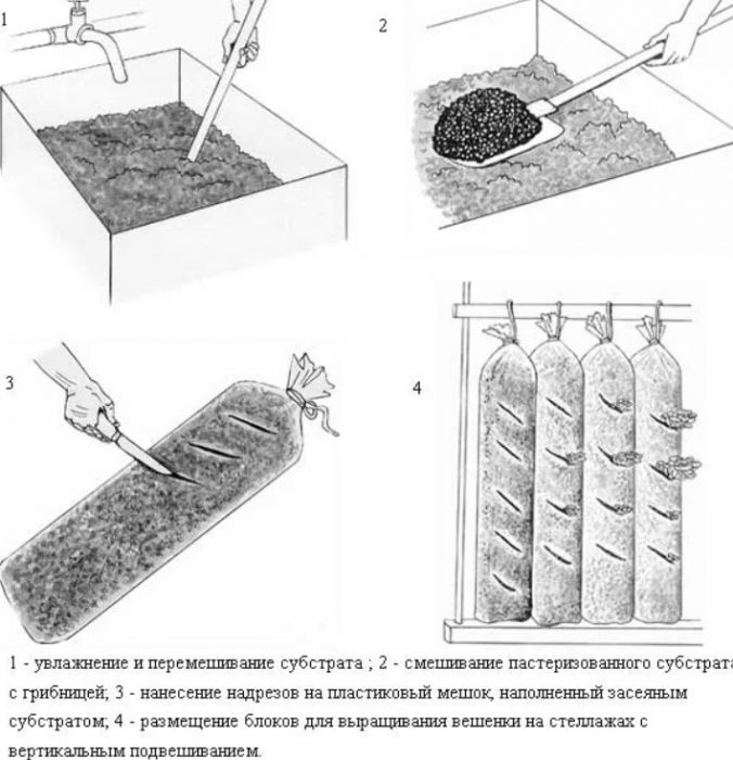 Как да отглеждаме кладници Интензивен метод