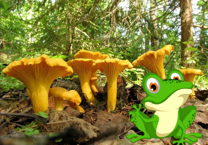 Пачи крак и жабата