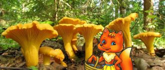 Пачи крак и лисица