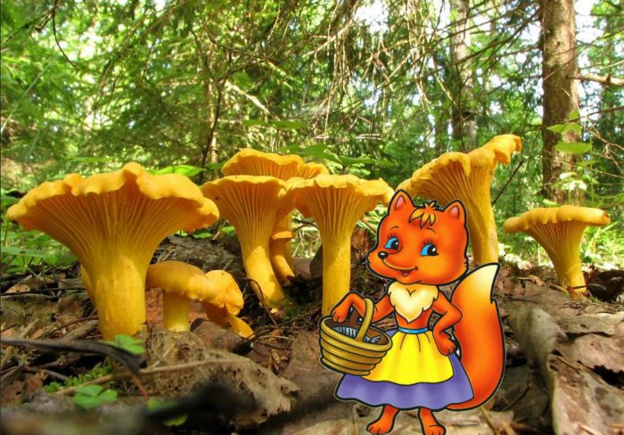 Пачи крак и лисица