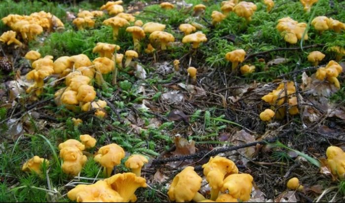 Маса от пачи крак