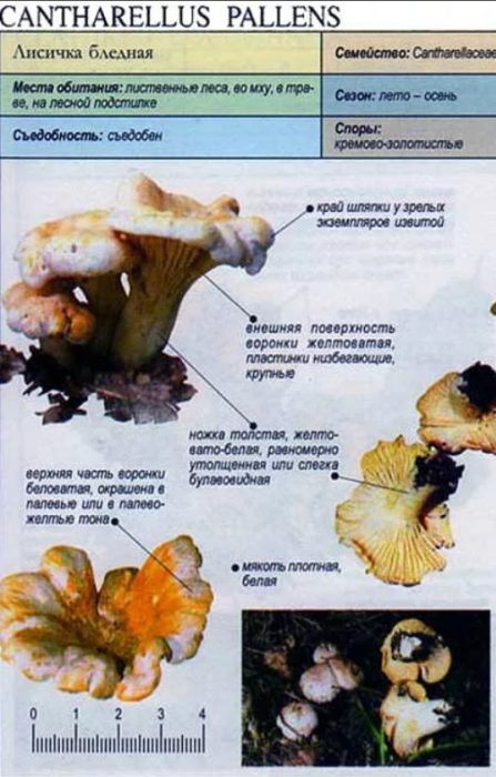 Описание на бледата лисица