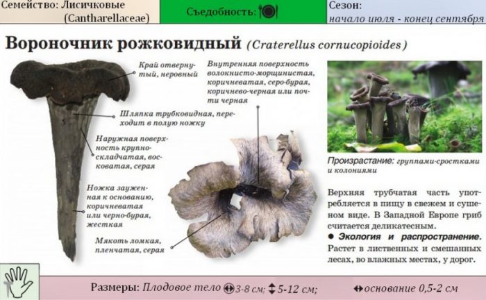 Описание на черната лисица