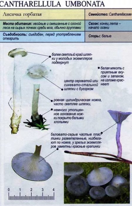 Описание на гърбатата лисица