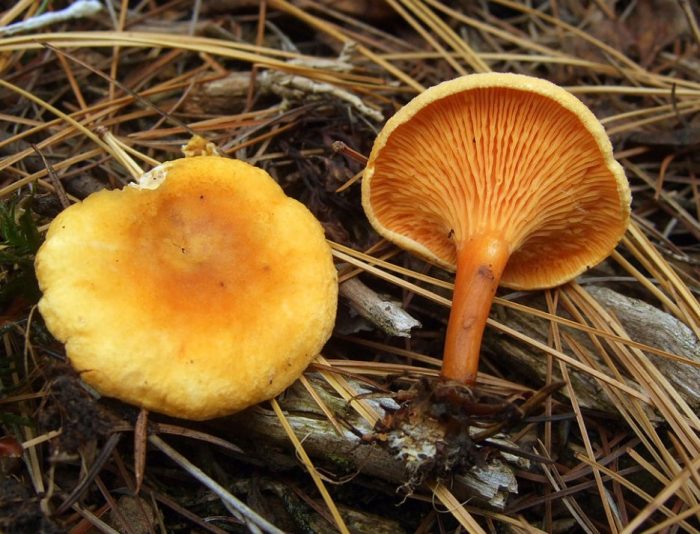 Фалшиви чинии с пачи крак