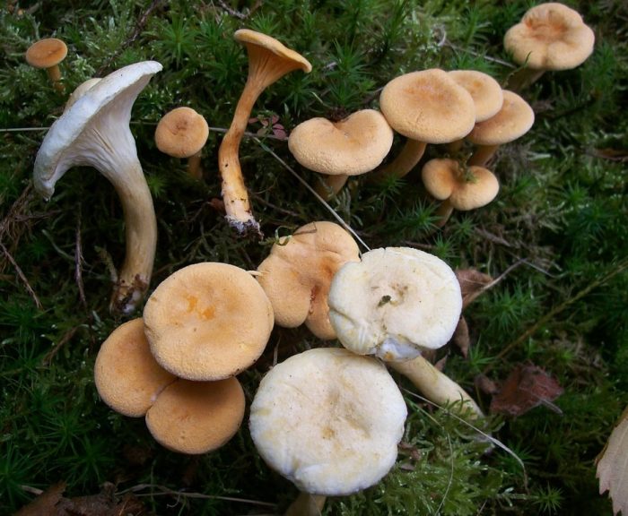 Семейство фалшиви пачи крак