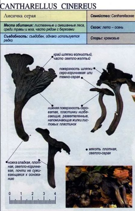 Описание на сиви пачи крак