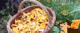 Лисици и таралеж