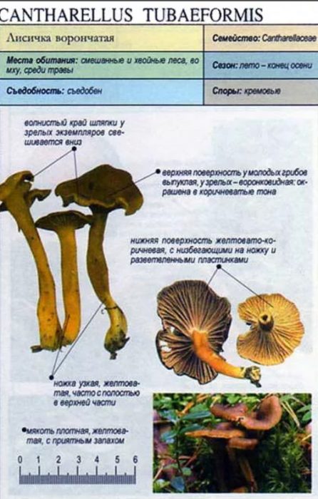 Описание на пачи крак