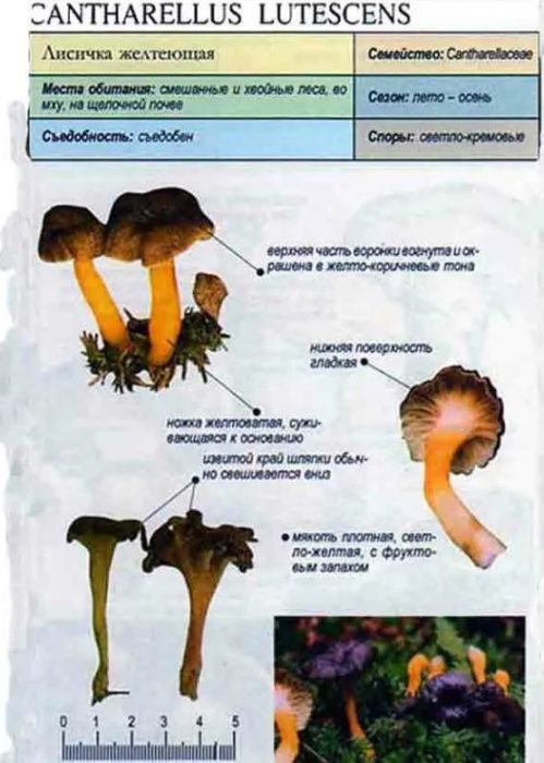 Описание на пожълтялата пачи крак