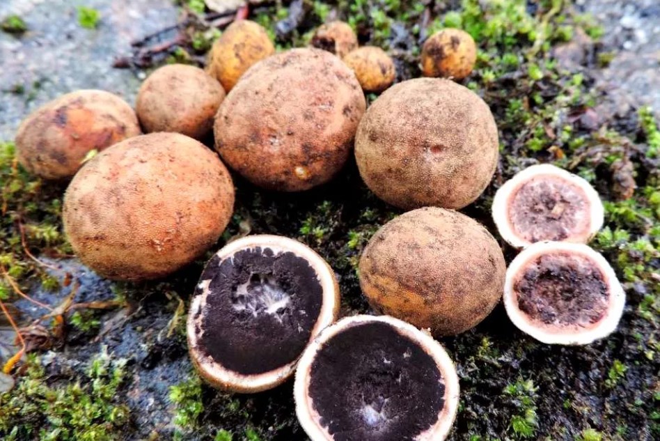 Как изглежда еленски трюфел?