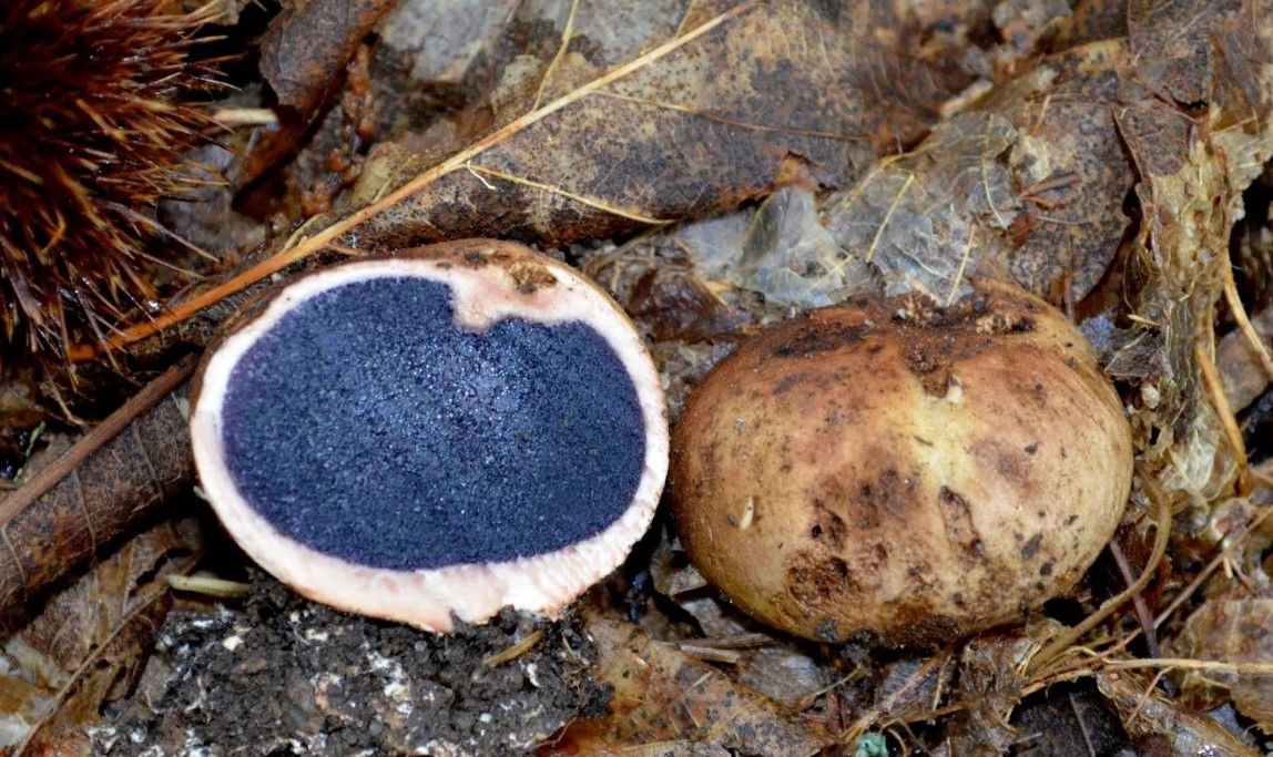 Еленски трюфел