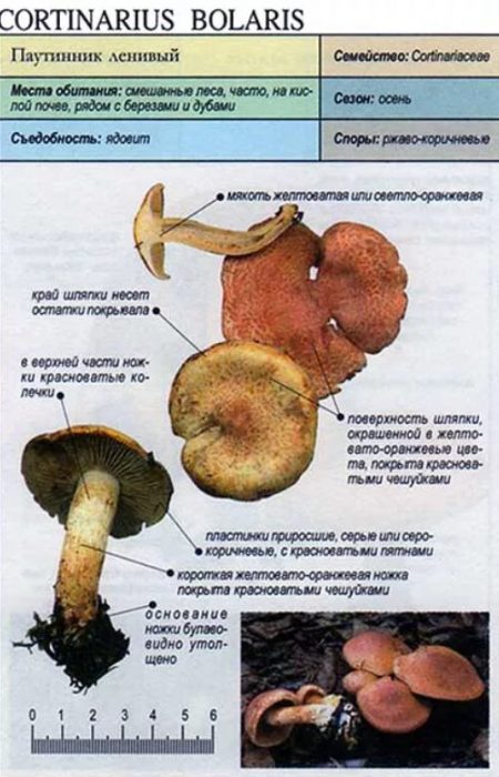 Мързелива паяжина
