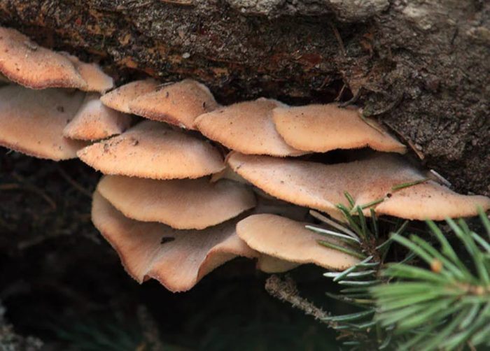 Гъба Вълча отрова