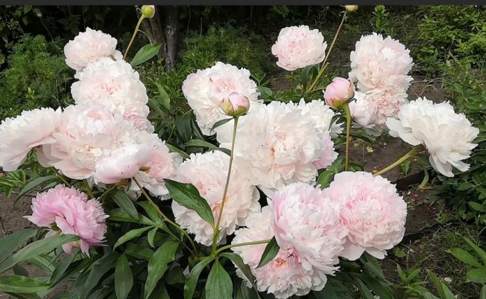 Божури от сорта Алберт Крус