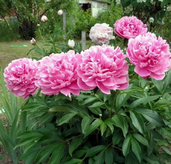 Божур Александър фФеминг