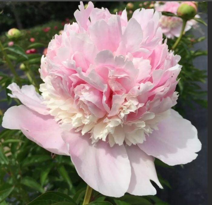 Божури Ангелски пиленца