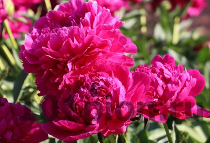 Сорт Аркадий Гайдар