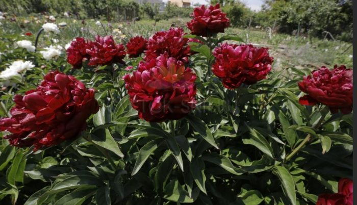 Сорт божур Black Beauty