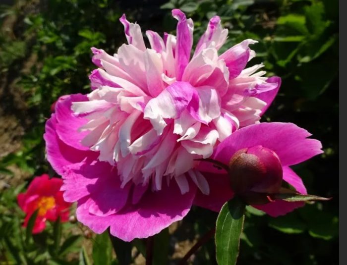 Сорт божур Celebrity