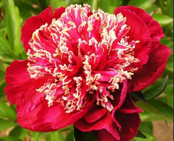 Божур Чарлз Бърджис